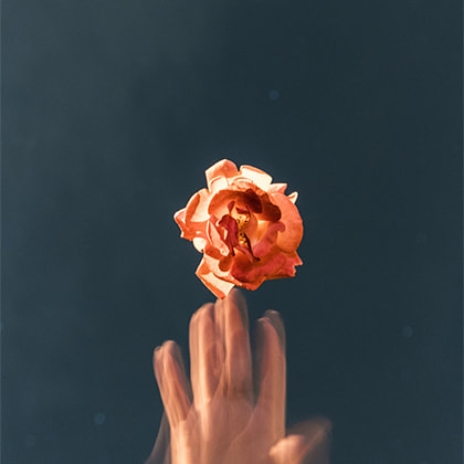 Orange Rose Flower